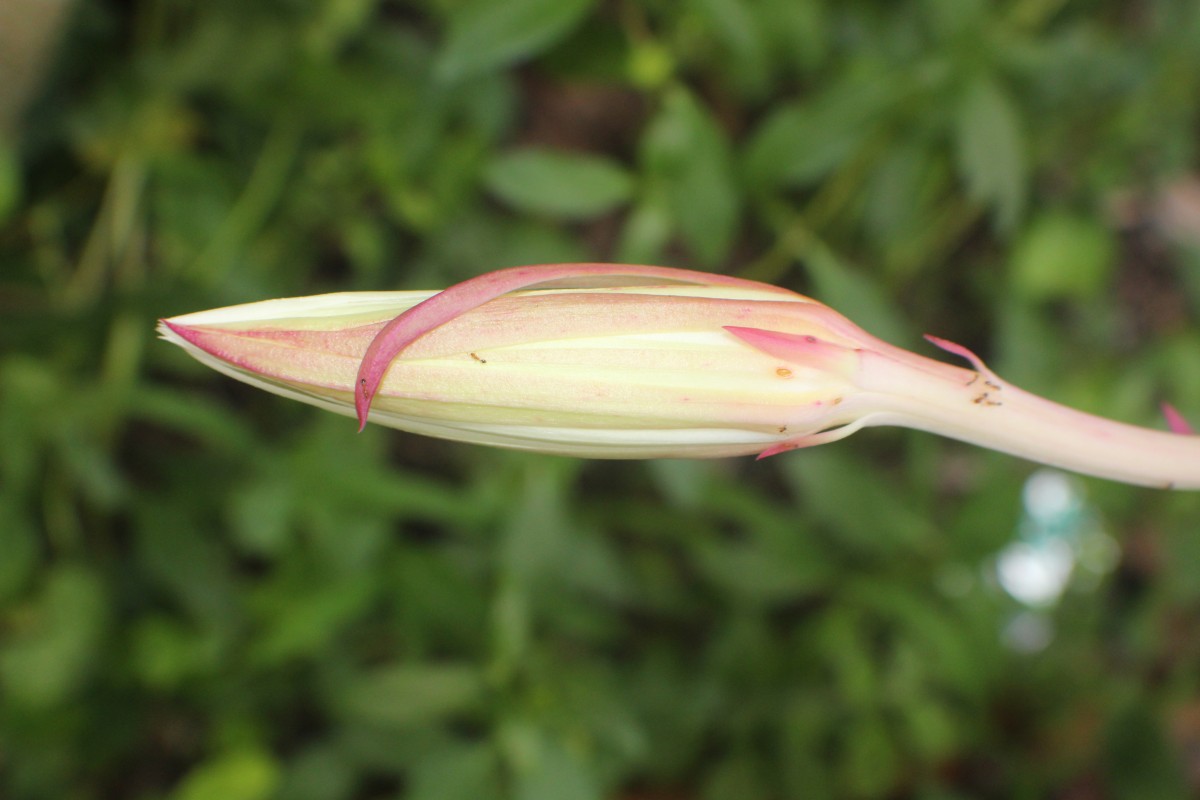 Epiphyllum hookeri Haw.